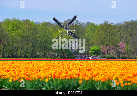 Bereich der gelbe Tulpen außerhalb des berühmten Keukenhof mit Blick auf die Windmühle in den Gärten Lisse, Niederlande, Die Niederlande Stockfoto