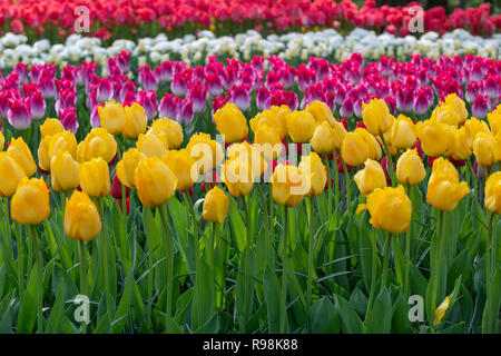 Bunte Anzeige der Tulpen auf der weltweit größten Glühlampe Blumengarten Keukenhof Gärten im April 2018, Lisse, Niederlande, Die Niederlande Stockfoto