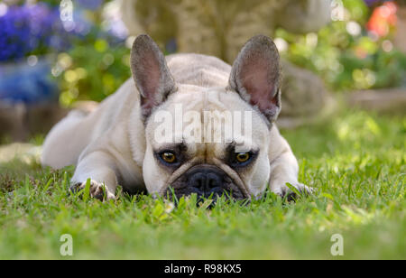 Porträt einer niedlichen Französische Bulldogge, Welpen-eyed fawn farbige Frauen ruht auf dem Rasen Stockfoto