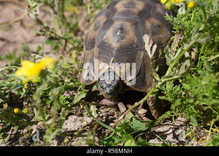 Ein gewinkelt Schildkröte in der West Coast National Park Südafrika Stockfoto