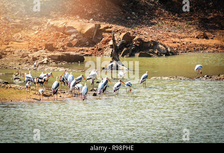 Milky Stork im See Wildlife Sanctuary/Gruppe von Milky stork Vögel am Nachmittag auf dem Wasser Teich Fluss entspannen - lackiert - störche Mycteria cinerea Stockfoto