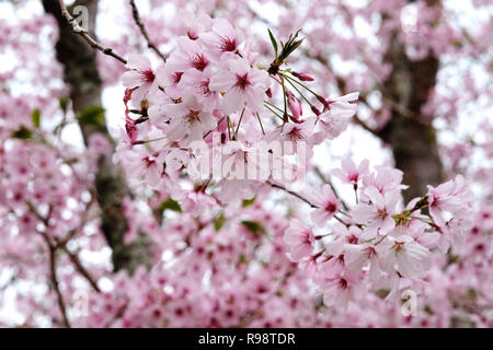 Kirschblüte im Cornwall Park Auckland Stockfoto