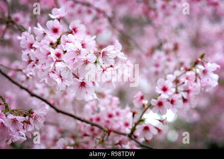 Kirschblüte im Cornwall Park Auckland Stockfoto