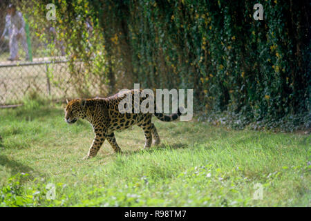 Jaguar (Panthera Onca) Stockfoto