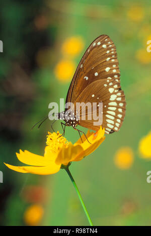 Schmetterling Gemeinsame crow Euploea core Stockfoto