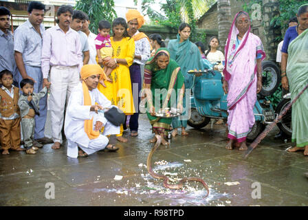 Cobra snake Gottesdienst Festival, Nagpanchami, Shirala Battis, Maharashtra, Indien Stockfoto