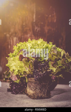 Gemischter Salat mit Erde, Holz- Hintergrund Stockfoto