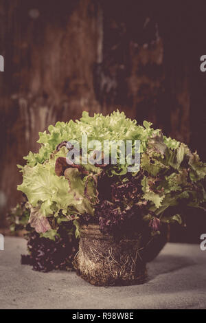 Gemischter Salat mit Erde, Holz- Hintergrund Stockfoto