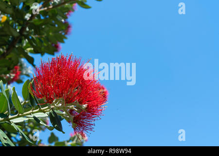 Leuchtend rote pohutukawa Blume close-up gegen den blauen Himmel Stockfoto