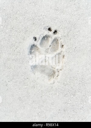 Der Hund Platzbedarf auf dem Schnee geschossen von oben Stockfoto