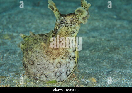 Gesichtet (Variabel) Meer hase Aplysia dactylomela heben Kopf hoch oben auf dem flachen sandigen Boden. Stockfoto