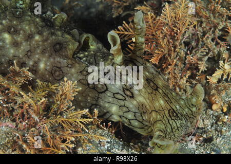 Vorne Detail entdeckt (Variabel) Meer hase Aplysia dactylomela unter kurze braune Algen auf flachem Boden aus grobem Sand und Geröll. Stockfoto