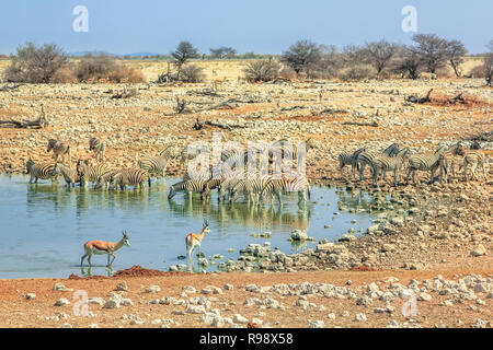 Namibische Savanne Hintergrund. Zebras und Springböcke trinken und bei Okaukuejo Wasserloch von Etosha Nationalpark in Namibia ruht. Blauer Himmel, kopieren. Stockfoto