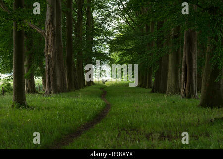 Blick in einen kleinen Wanderweg durch den Wald mit hohen grünen berch Bäume auf der Seite und ein Zaun am Ende führende Stockfoto