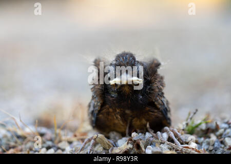 Nahaufnahme einer jungen Amsel (Turdus merula) nach einem Sturz aus dem Nest. Stockfoto
