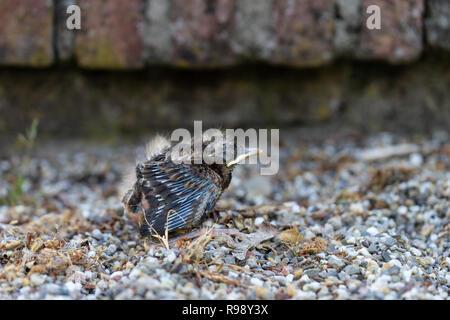 Nahaufnahme einer jungen Amsel (Turdus merula) nach einem Sturz aus dem Nest. Stockfoto