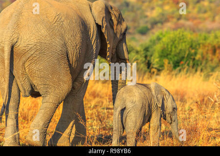 Rückseite der Mutter Elefant mit Kalb zusammen gehen. Safari Pirschfahrt im Pilanesberg National Park, Südafrika. Der afrikanische Elefant ist ein Teil der Großen Fünf Stockfoto