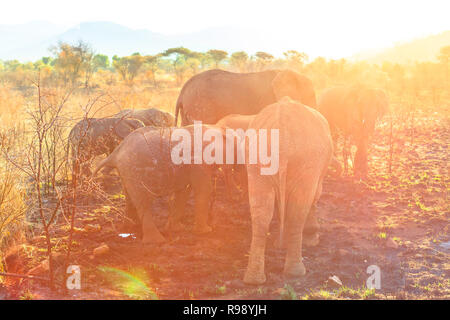Gruppe Elefanten von hinten mit Sonnenuntergang licht Essen gesehen. Safari Pirschfahrt im Pilanesberg National Park, Südafrika. Der afrikanische Elefant ist ein Teil der Großen Fünf. Stockfoto