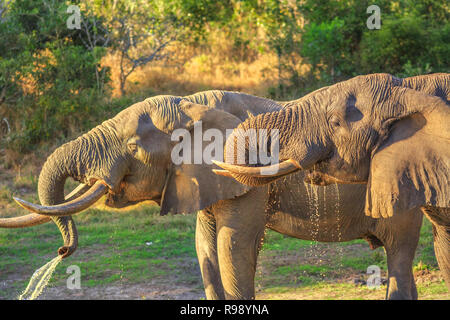 Nahaufnahme von zwei Elefanten Trinken an einem Wasserloch in der Tembe Elephant Park, in KwaZulu-Natal, Südafrika, am Finden zwischen Zululand und Mosambik, Heimat der größte afrikanische Elefanten. Stockfoto