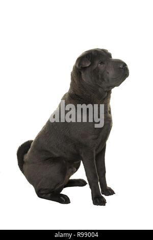 Sitzung grau Shar Pei Hund suchen Sie auf weißem Hintergrund Stockfoto