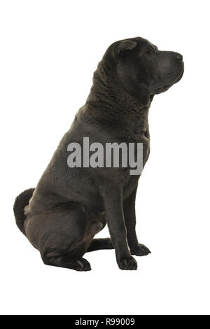 Sitzung grau Shar Pei Hund suchen Sie auf weißem Hintergrund Stockfoto