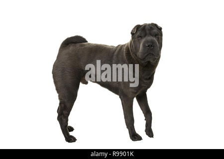 Stehend grau Shar Pei Hund an der Kamera auf einem weißen Hintergrund suchen Stockfoto