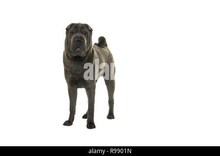 Stehend grau Shar Pei Hund an der Kamera auf einem weißen Hintergrund suchen Stockfoto