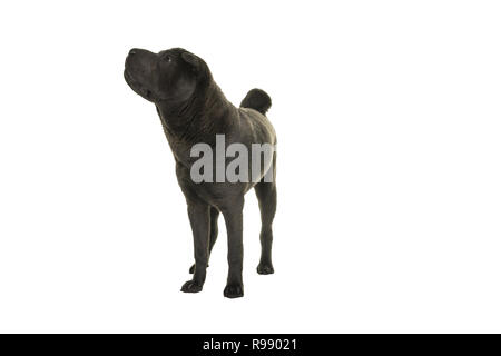 Stehend grau Shar Pei Hund an der Kamera auf einem weißen Hintergrund suchen Stockfoto