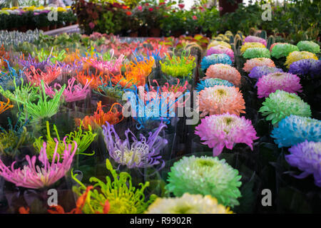 Chrysanthemen in verschiedenen Farben und Arten, die in der Gärtnerei Stockfoto