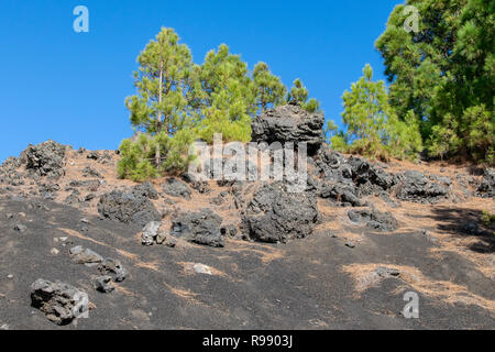 Kanarische Kiefer (Pinus canariensis) wachsende unter den vulkanischen Landschaft von Llanos del Jable, Insel La Palma, Kanarische Inseln, Spanien Stockfoto