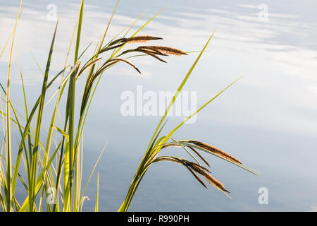 Schlanke getuftete - segge (Cares acuta) Stacheln hängen, die von einem ruhigen See. Stockfoto