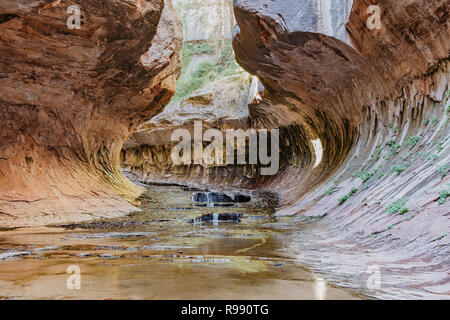 Wasserfall in der U-Bahn Trail im Zion Wildnis des Zion Nationalparks in Utah Stockfoto