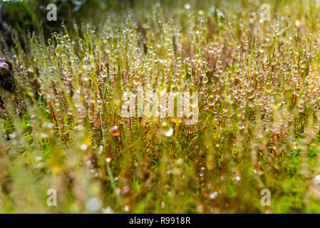 Tropfen Tau auf Zweige des grünen Moos auf die frische Erde eines ökologischen Wald. Stockfoto