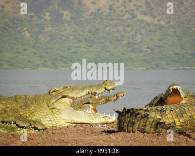 Krokodile beim Sonnenbaden am Lake Chamo, Äthiopien Stockfoto