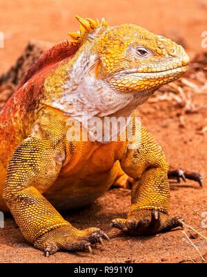 Ein Land Iguana in Nahaufnahme Stockfoto