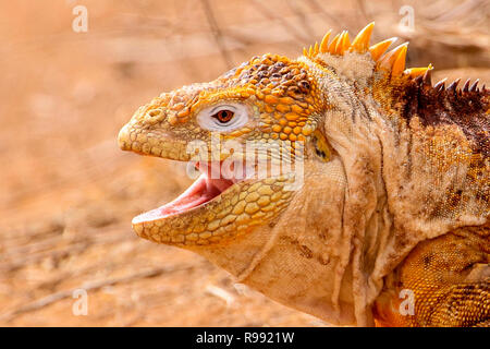 Ein Land Iguana in Nahaufnahme Stockfoto