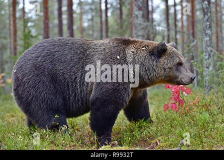 Brauner Bär in den Wald. Wissenschaftlicher Name: Ursus arctos. Natürlicher Lebensraum. Stockfoto