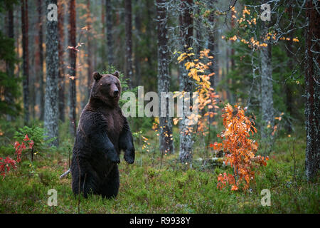 Braunbär stehend auf seine Hinterbeine in den Wald. Wissenschaftlicher Name: Ursus arctos. Natürlicher Lebensraum. Stockfoto