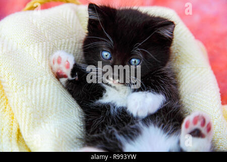 Süße schwarze und weiße Katze die Verlegung in eine Decke, die niedliche Stockfoto