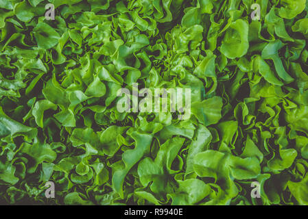 Grüne hydroponic organische Salat Gemüse in Bauernhof, Thailand. Selektiver Fokus Stockfoto