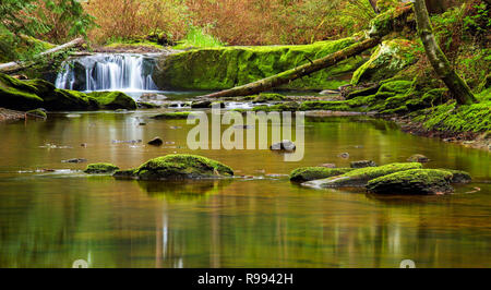 Eine kleine Kaskade entlang Whatcom Creek in Bellingham, WA mit ruhigem Wasser Stockfoto