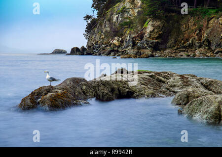 Lange Belichtung des Wassers in Larrabee Bucht mit einer Möwe auf den Felsen in Bellingham, WA Stockfoto