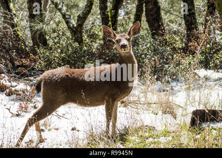 Schwarz angebundene Rotwild in den Wäldern auf die Spitze des Mt Hamilton auf eine seltene Winter Tag mit Schnee, San Jose, San Francisco Bay Area, Kalifornien Stockfoto