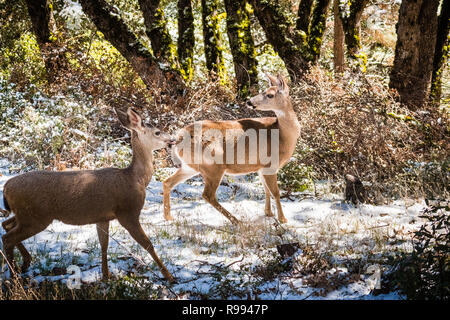 Zwei schwarze angebundene Rotwild in den Wäldern auf die Spitze des Mt Hamilton auf eine seltene Winter Tag mit Schnee, San Jose, San Francisco Bay Area, Kalifornien Stockfoto
