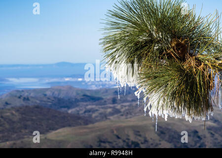 In der Nähe des gefrorenen Tannennadeln an einem kalten Wintertag auf Mt Hamilton, San Francisco Bay Area im Hintergrund, San Jose, Kalifornien Stockfoto