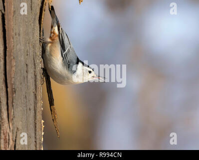 White-breasted Kleiber (Sitta Carolinensis) mit offenem Schnabel Stockfoto