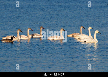 Eine große Familie von trumpeter Schwäne (Eltern und fünf Jugendliche Vögel) bei Ada Hayden Park in Ames, USA, im Winter Migration Stockfoto