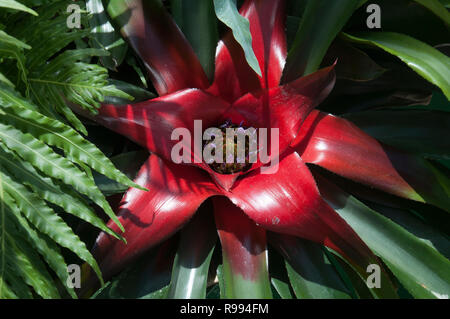 Sydney Australien, helle rote Zentrum einer Neoregelia Anlage Stockfoto