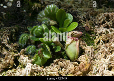 Sydney Australien, albany Kannenpflanze in Australien Stockfoto