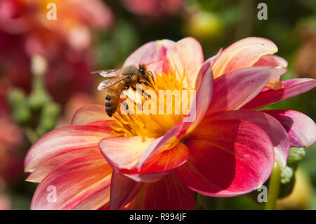 Sydney Australien, Biene schwebt über eine bunte Dahlie Blume Stockfoto